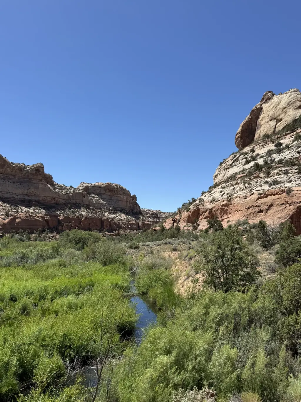 Green creek corridor between pale and red canyon walls at Lower Calf Creek