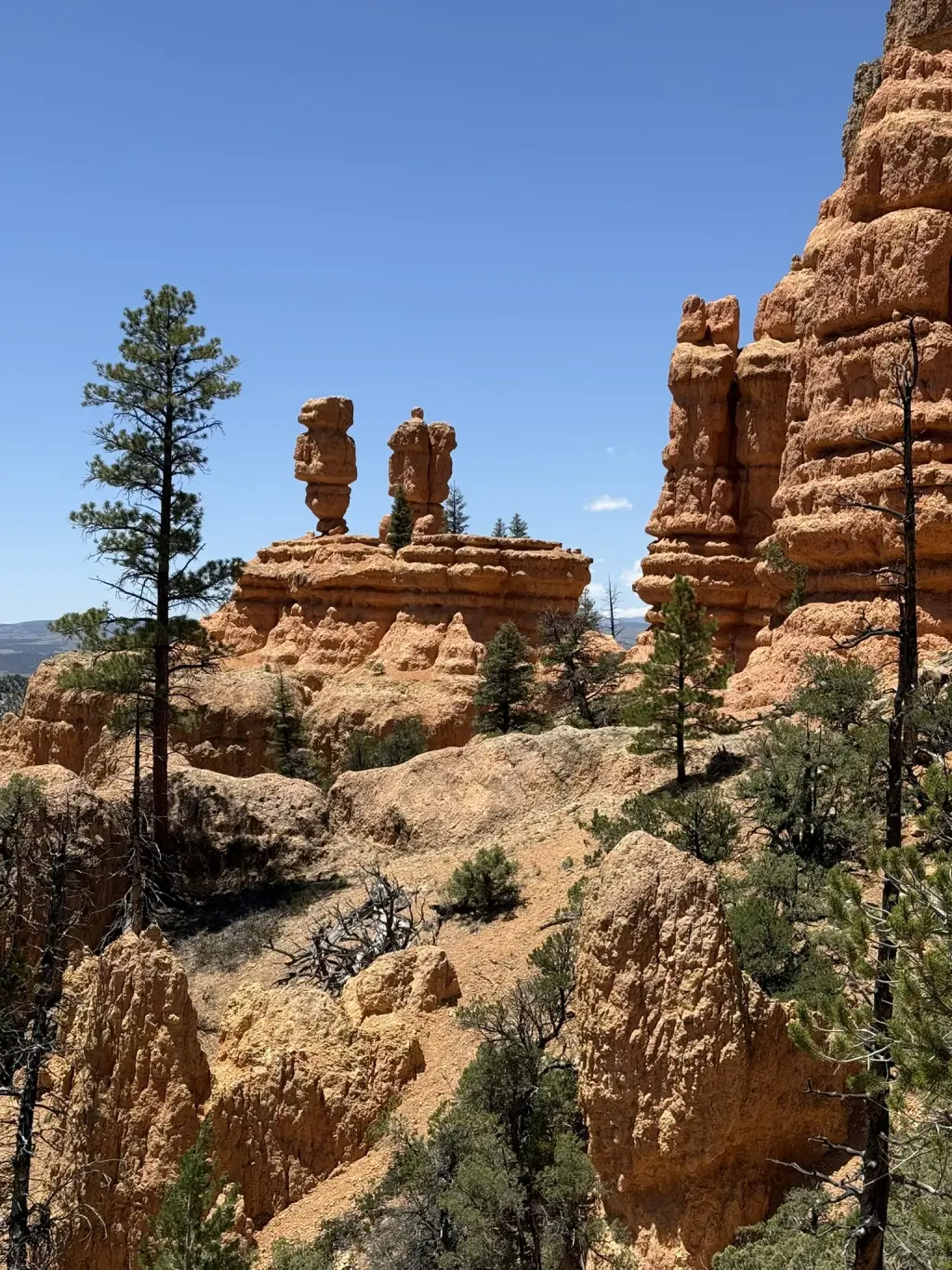 Orange hoodoos and pine trees along the Pink Ridge trail in Red Canyon